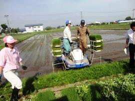 JapanMichael at rice fields